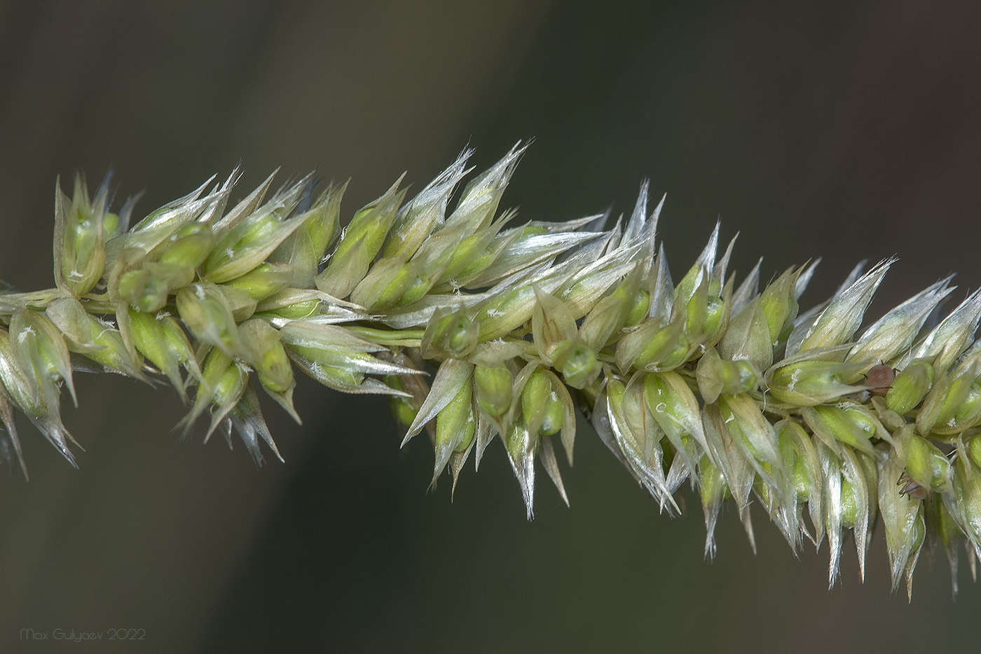 Image of genus Melica specimen.