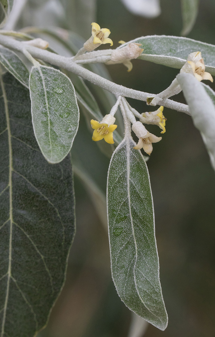 Image of Elaeagnus angustifolia specimen.