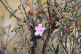 род Rhododendron. Ветви с цветком. Бутан, дзонгхаг Пунакха, национальный парк \"Royal Botanical\". 03.05.2019.