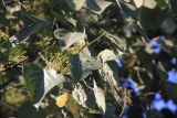 Macaranga denticulata. Ветвь с листьями и соцветиями. Непал, провинция Багмати, р-н Макванпур, Namtar, Laami Dada. 20.11.2017.