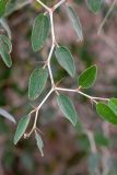 Ziziphus spina-christi