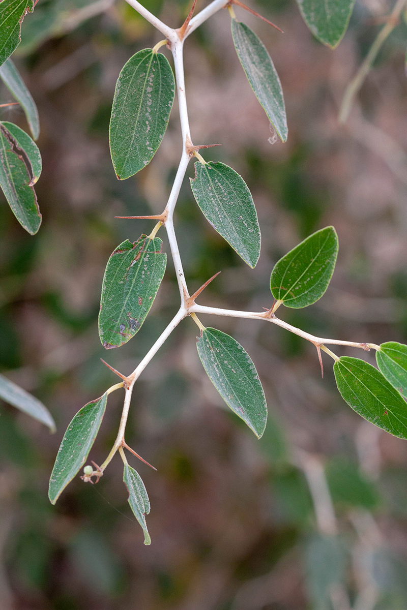 Image of Ziziphus spina-christi specimen.