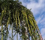 genus Cassia