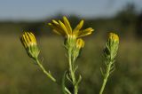 Senecio argunensis. Верхушки побегов с цветущим и расцветающими соцветиями. Приморский край, Уссурийский гор. округ, окр. с. Монакино, разнотравный луг на небольшой сопке. 03.09.2022.