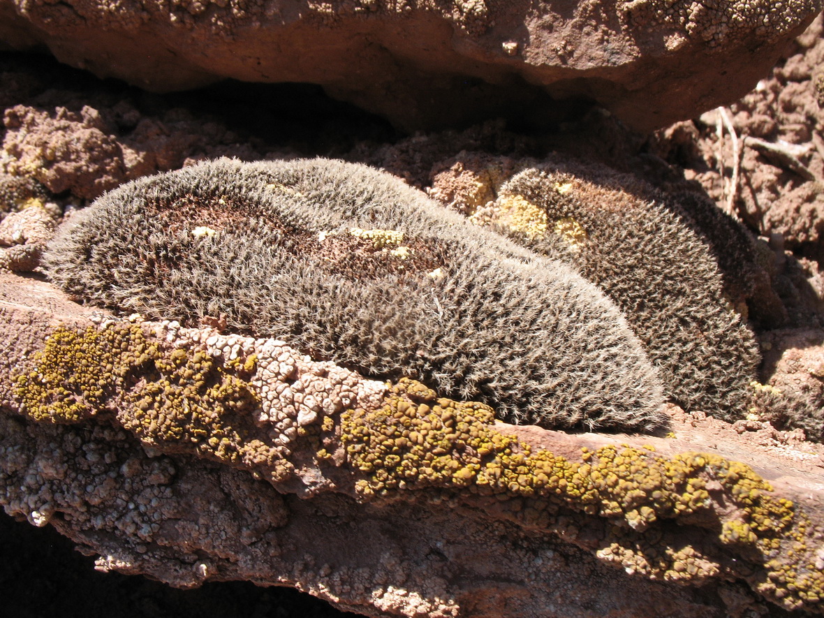 Image of genus Grimmia specimen.