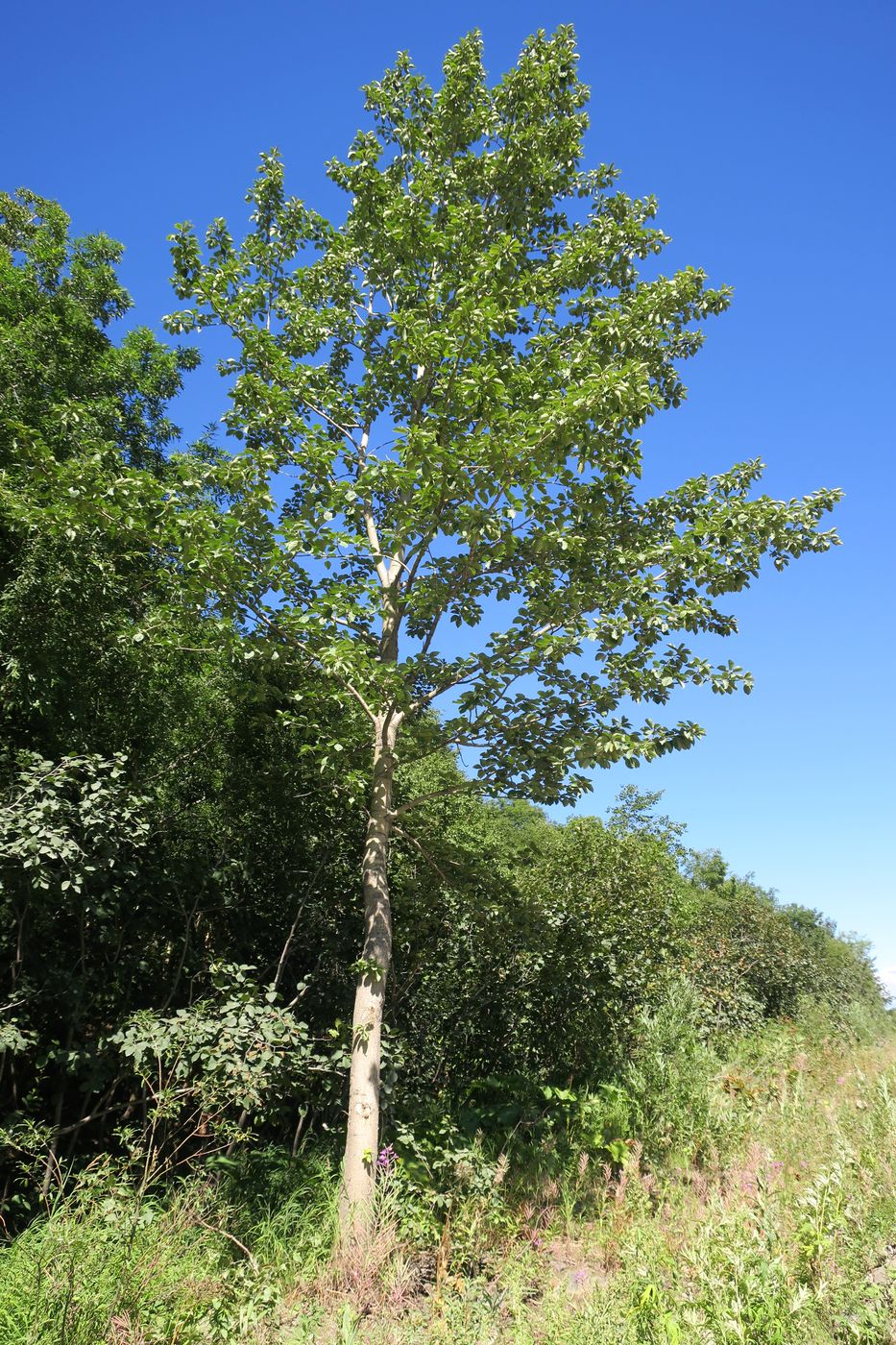 Изображение особи Populus suaveolens.