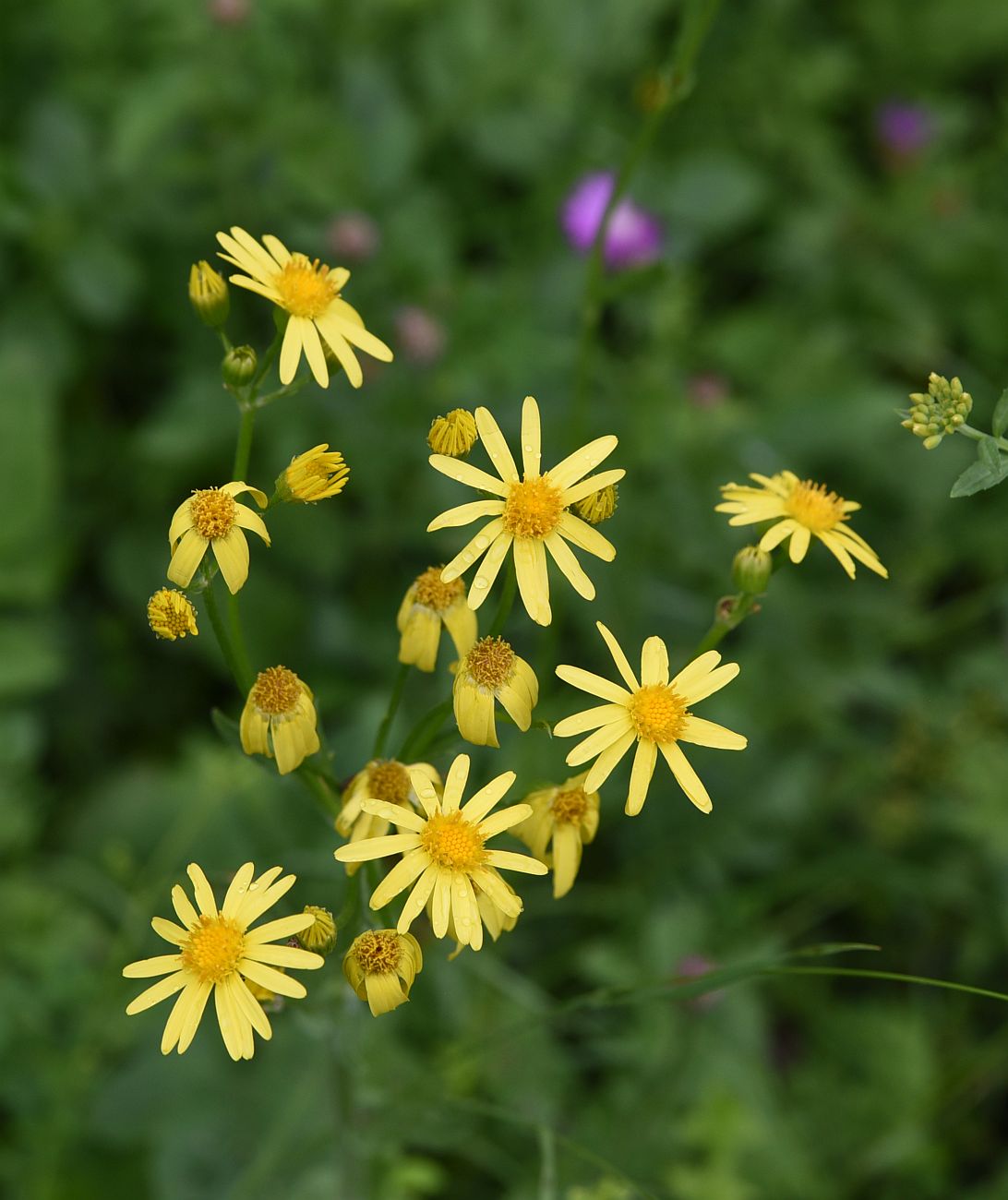 Image of genus Senecio specimen.