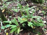 Polypodium sibiricum