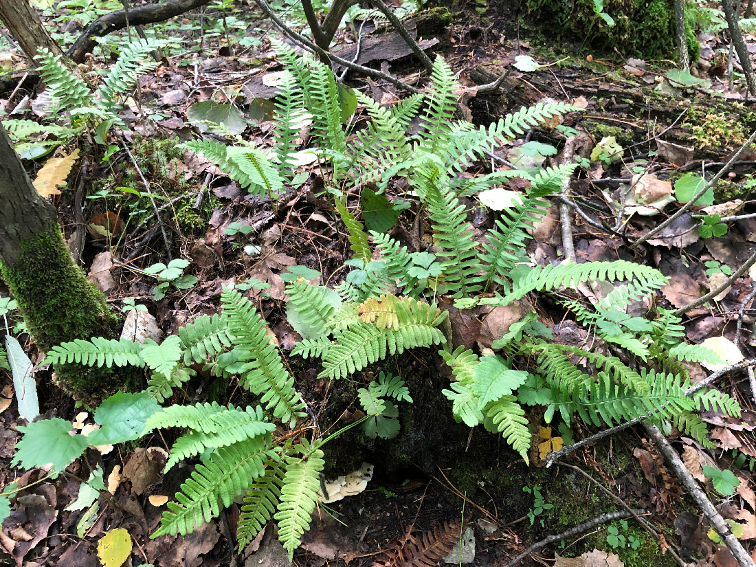 Изображение особи Polypodium sibiricum.