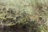 Artemisia marschalliana