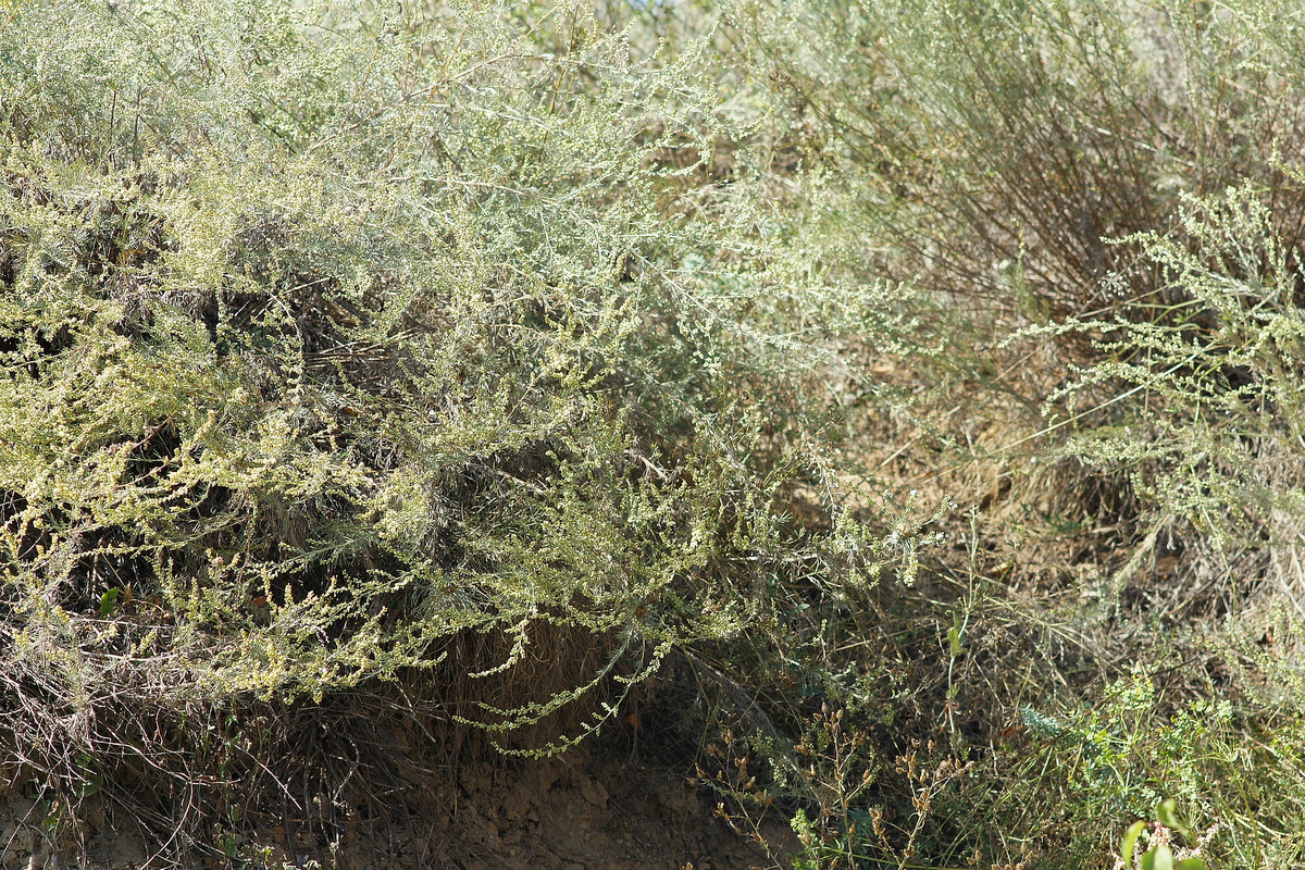 Image of Artemisia marschalliana specimen.