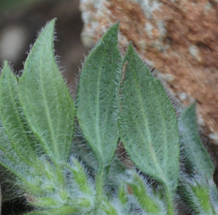 Image of Ziziphora villosa specimen.