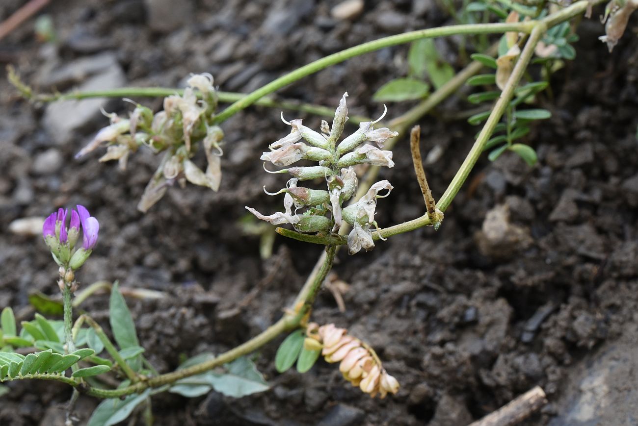 Изображение особи род Astragalus.