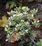 Angelica pachyptera