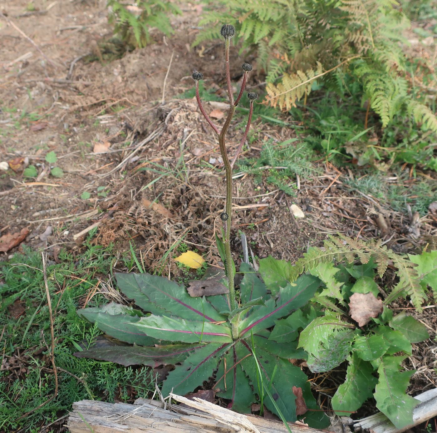 Image of Trommsdorffia maculata specimen.