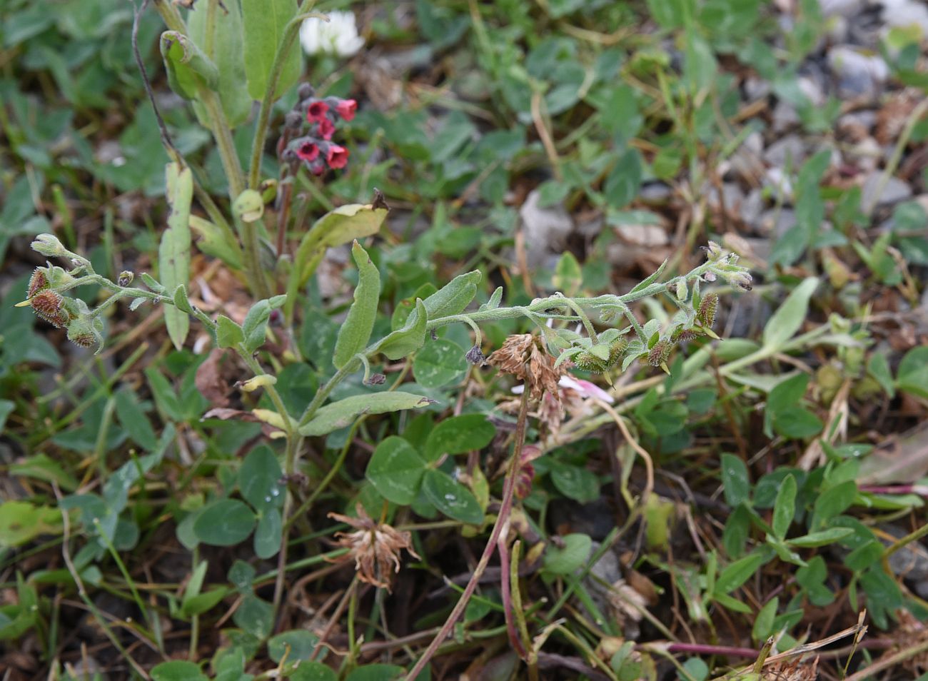 Изображение особи Cynoglossum officinale.