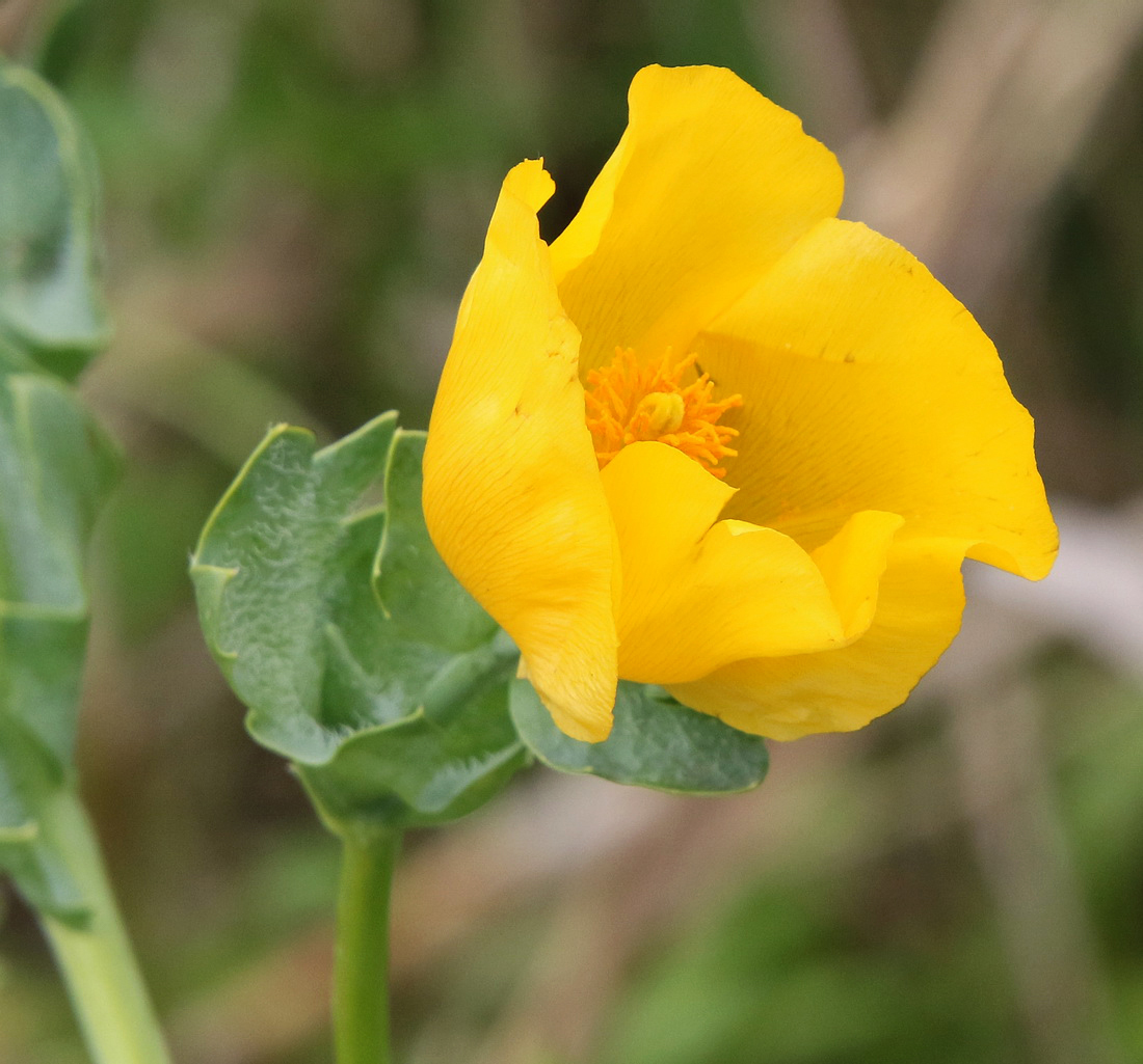 Изображение особи Glaucium flavum.