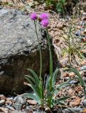 Allium carolinianum