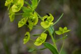 Euphorbia virgata. Соцветия с кормящимися жуками-горбатками. Хакасия, Бейский р-н, окр. с. Верх-Киндирла, степь. 12.06.2022.