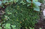 Diapensia obovata