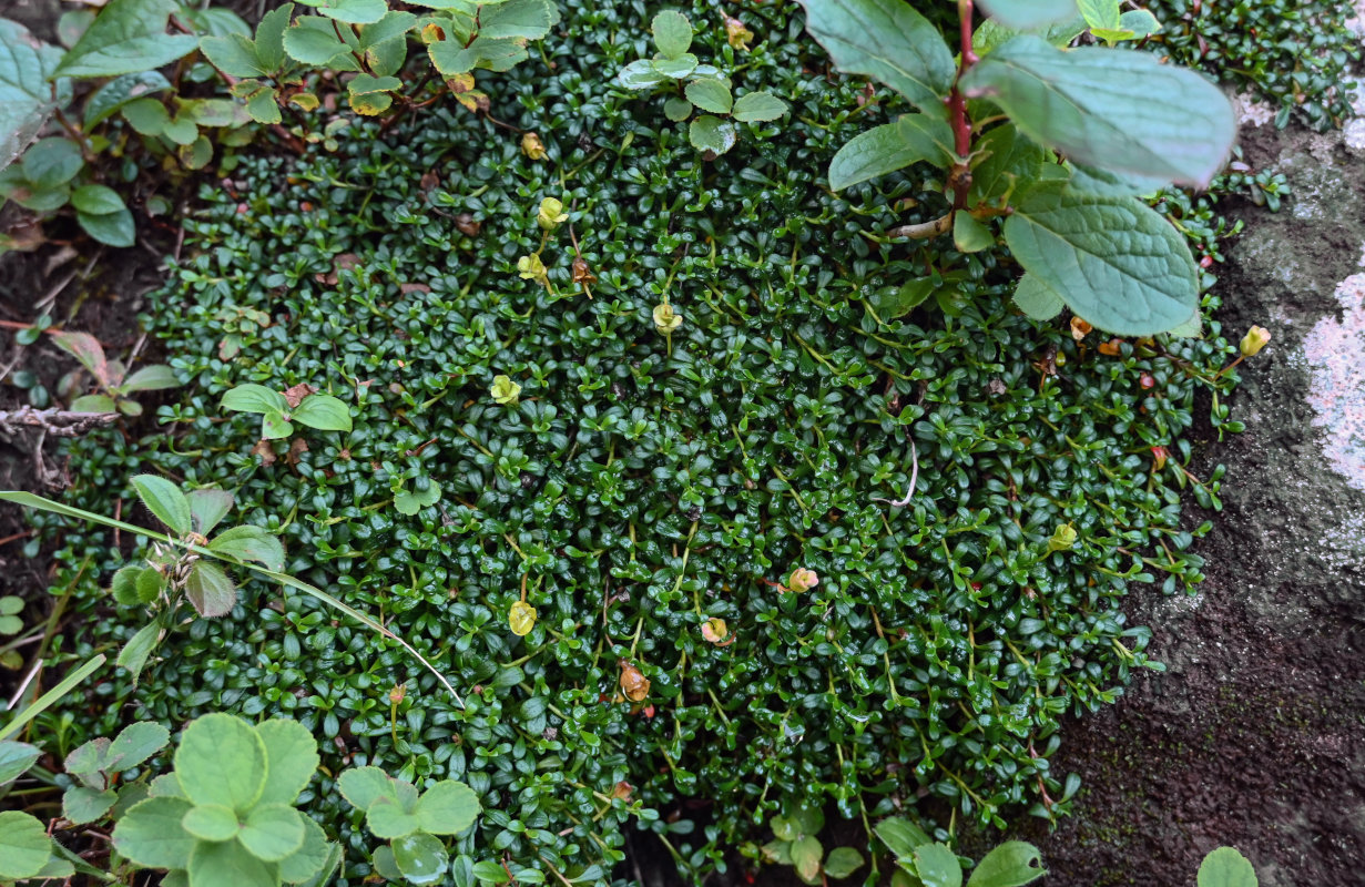 Image of Diapensia obovata specimen.