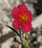 Helianthemum nummularium