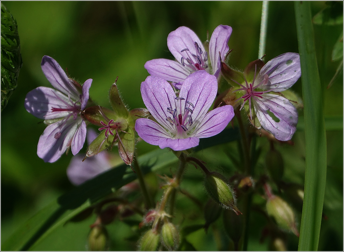 Изображение особи Geranium sylvaticum.