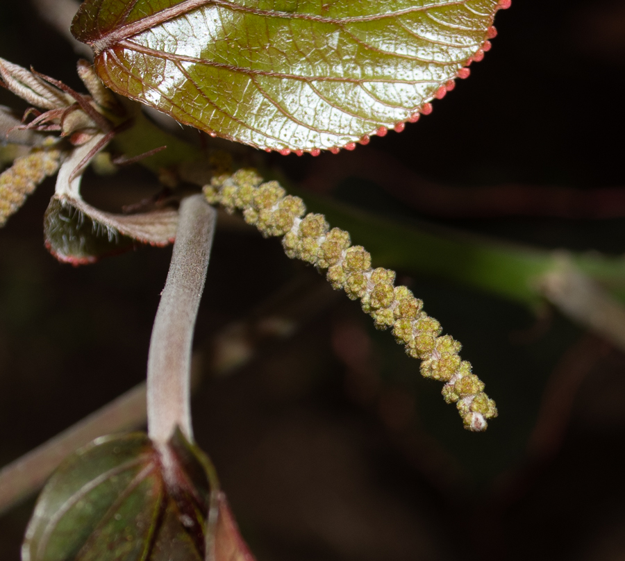 Изображение особи Acalypha wilkesiana.