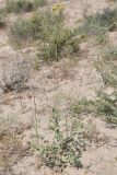 Haplophyllum bungei. Растение с бутонами. Таджикистан, Согдийская обл., горы Окбель, лессовый склон. 7 мая 2023 г.