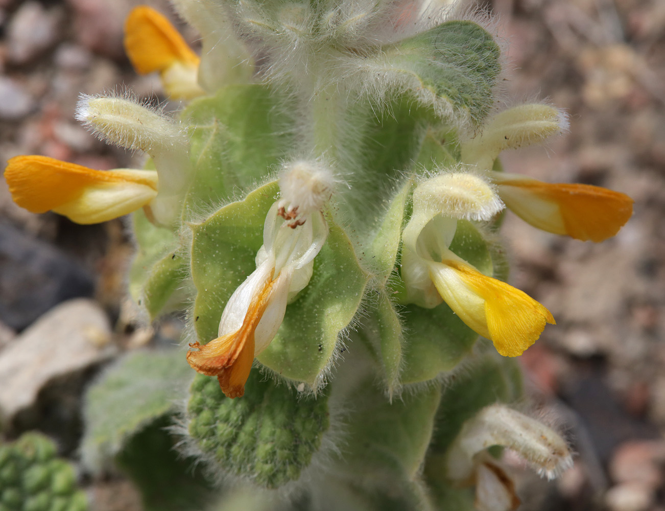 Image of Eremostachys isochila specimen.