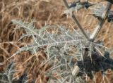 Echinops leucographus. Лист. Узбекистан, Джизакская обл., Фаришский р-н, 4 км ССВ пос. Учкулач, побережье оз. Айдаркуль, дно степной балки вблизи оросительной канавы, у дороги. 26 мая 2023 г.