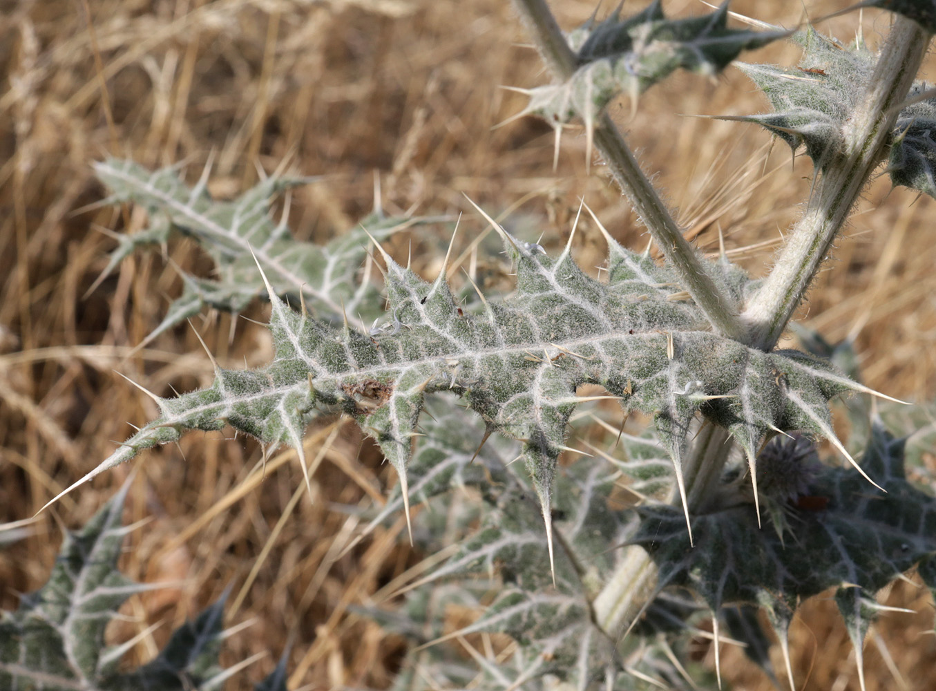 Image of Echinops leucographus specimen.