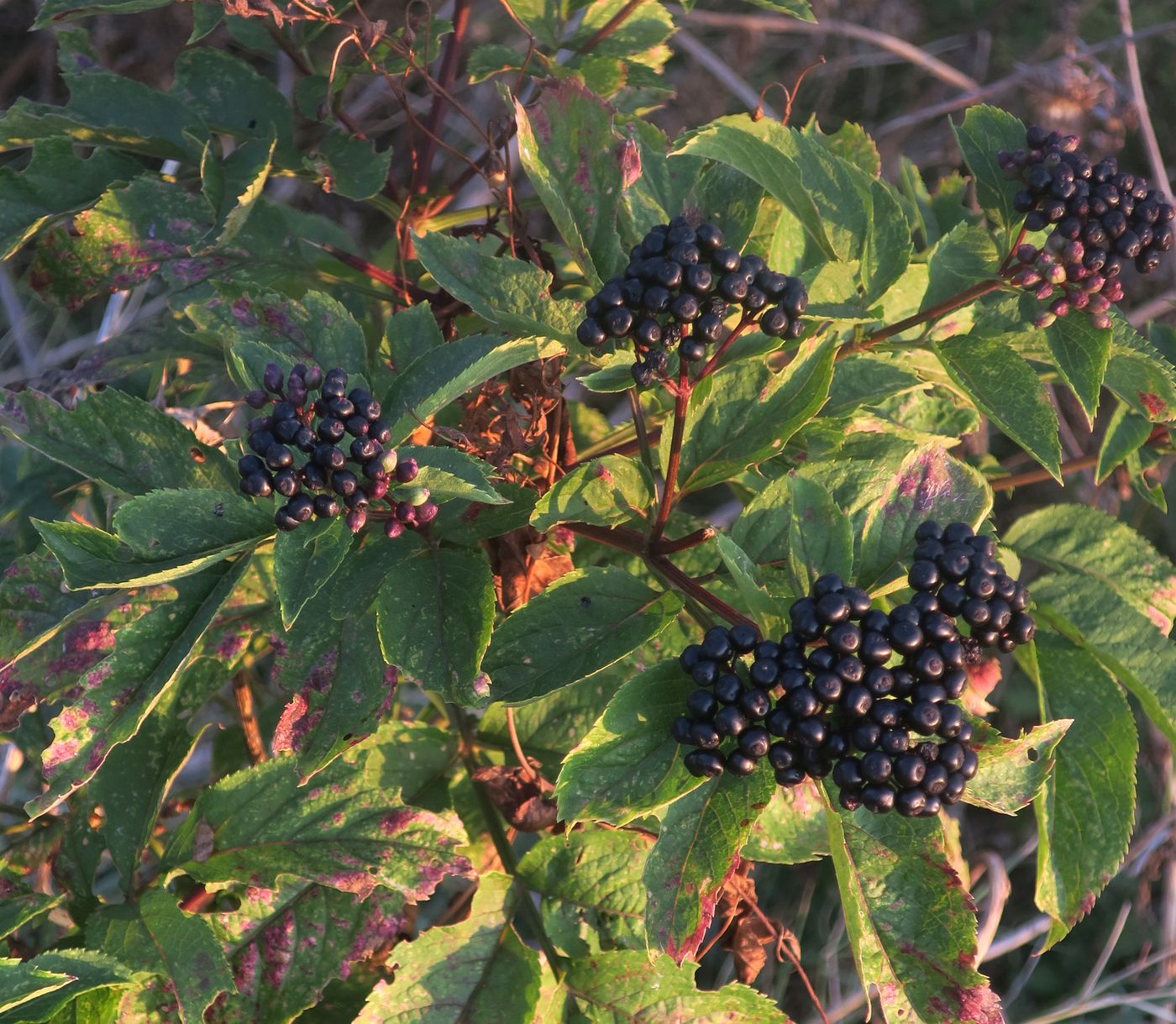 Image of Sambucus ebulus specimen.