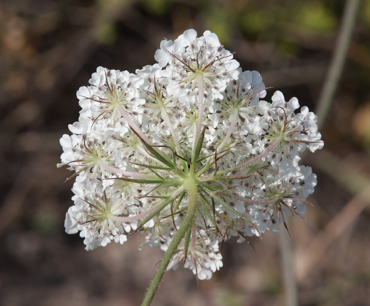 Изображение особи Daucus guttatus.