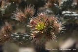 Cylindropuntia alcahes