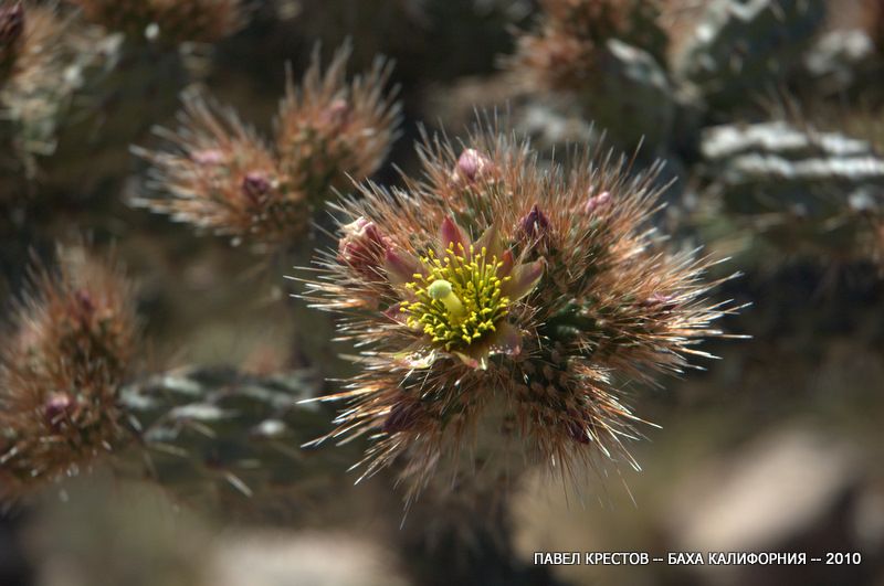 Изображение особи Cylindropuntia alcahes.