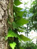 Hedera colchica