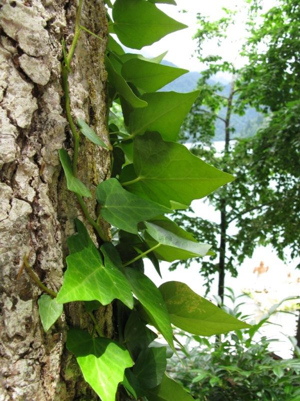 Image of Hedera colchica specimen.