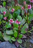 Bergenia crassifolia. Цветущие растения. Алтай, Северо-Чуйский хр., верховья р. Актру, ≈ 2200 м н.у.м., каменистый склон. 02.07.2021.