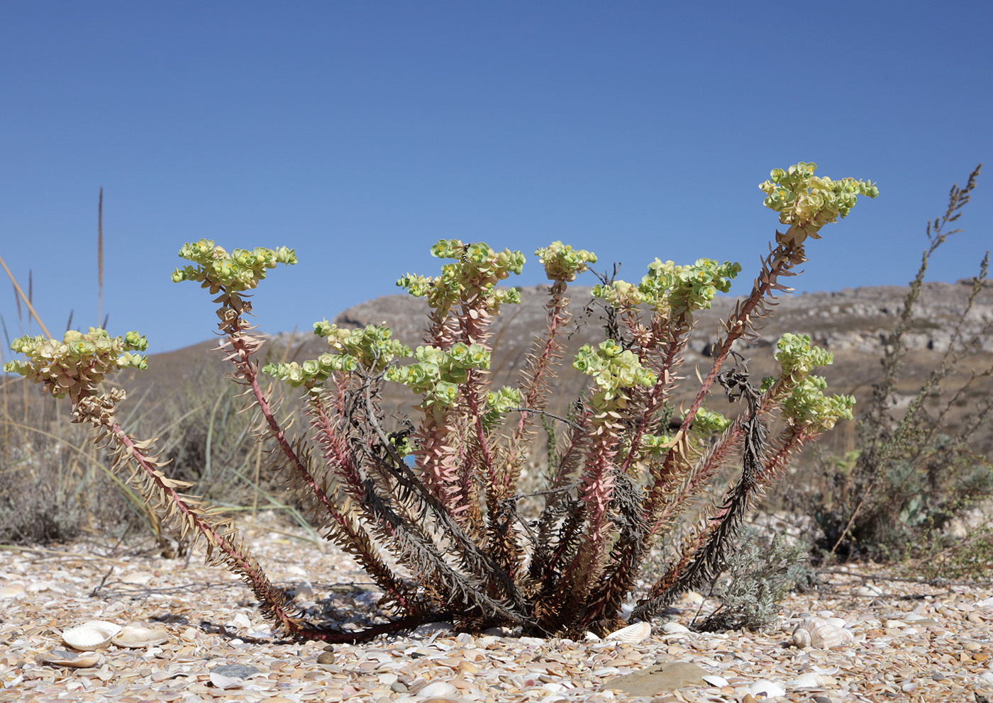 Изображение особи Euphorbia paralias.