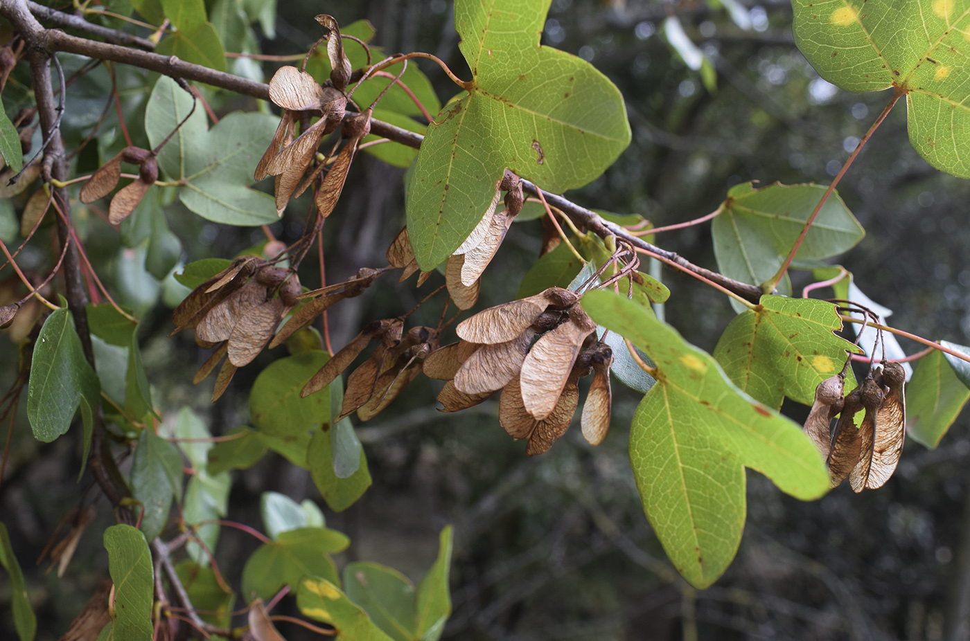 Image of Acer monspessulanum specimen.