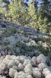 Cladonia stellaris