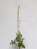 Agrimonia eupatoria subspecies grandis. Цветущее растение. Республика Молдова, пригород Кишинёва. 4 июля 2010 г.