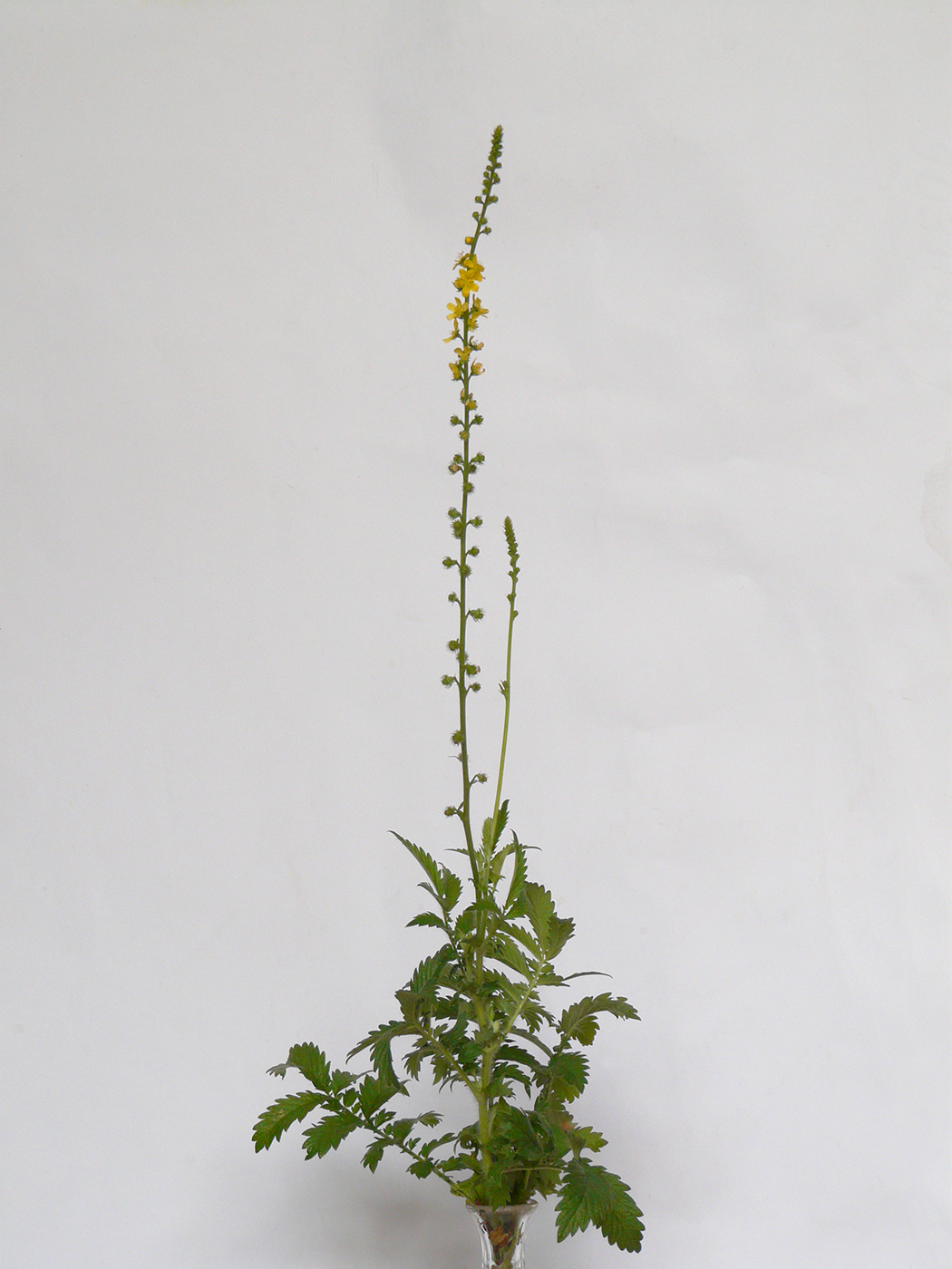 Image of Agrimonia eupatoria ssp. grandis specimen.