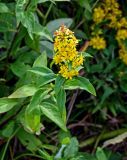 Solidago subspecies dahurica