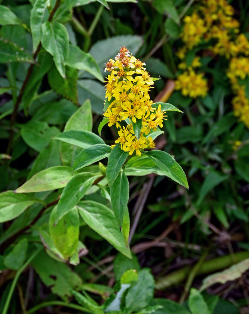 Image of Solidago virgaurea ssp. dahurica specimen.