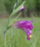 Gladiolus imbricatus. Фрагмент соцветия с охотящимся жёлтым цветочным пауком. Ульяновская обл., Новомалыклинский р-н, окр. с. Стар. Малыкла, пойма р. Бол. Черемшан, местами заболоченный, поросший ивняком луг, опушка леса. 28.05.2023.