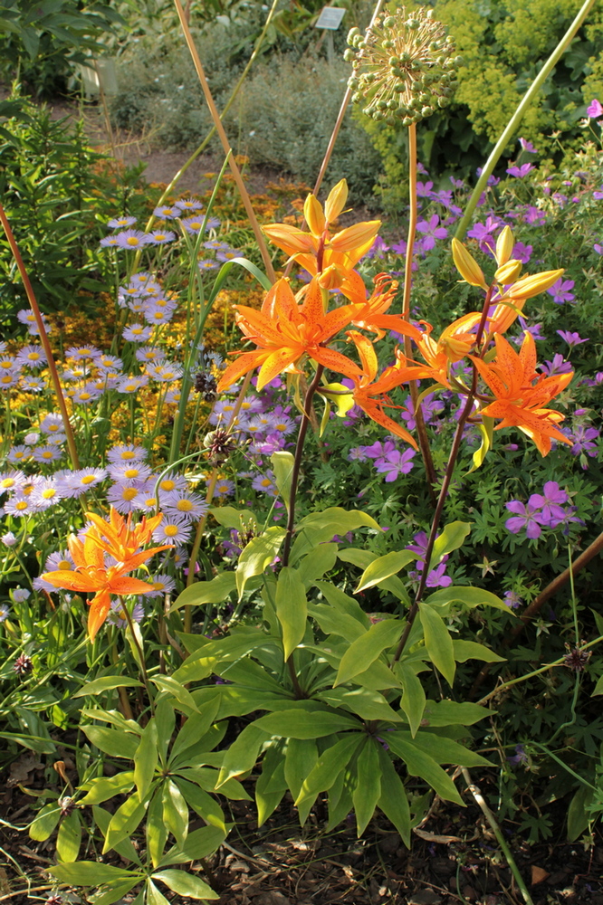Изображение особи Lilium tsingtauense.