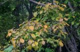 род Salix