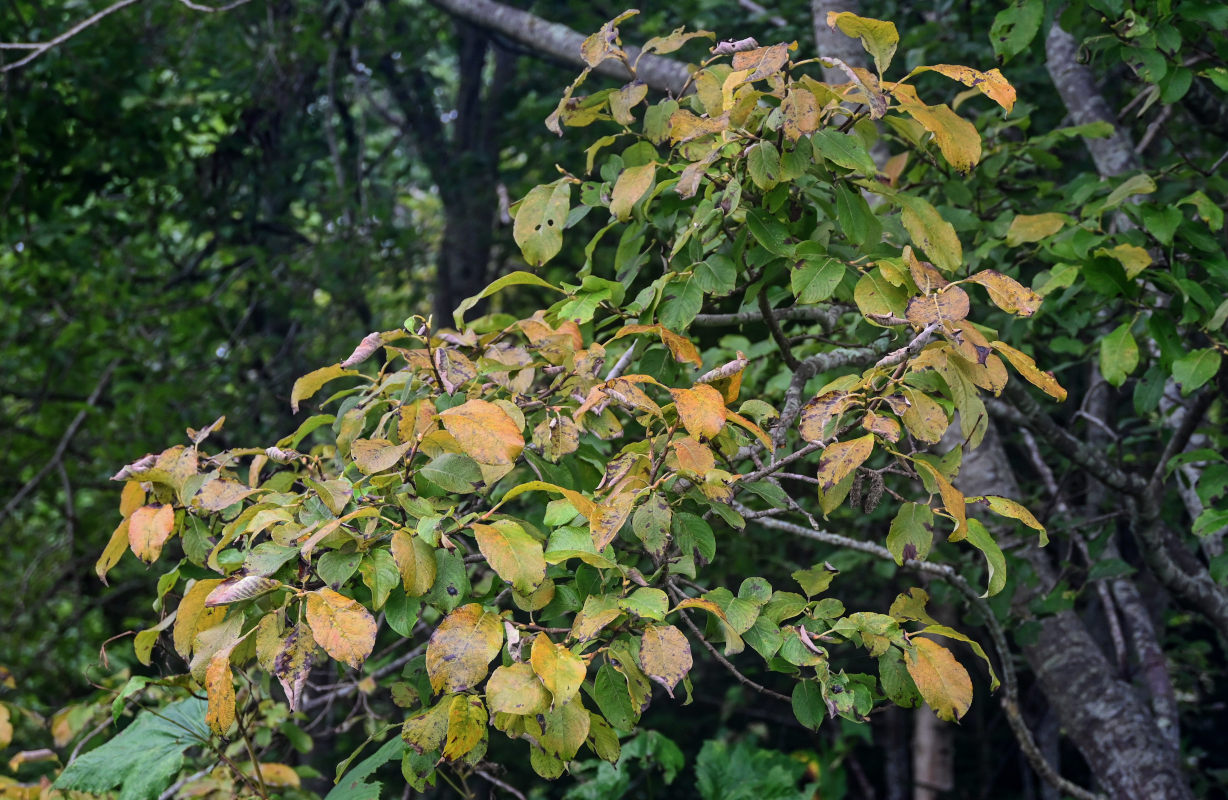 Image of genus Salix specimen.